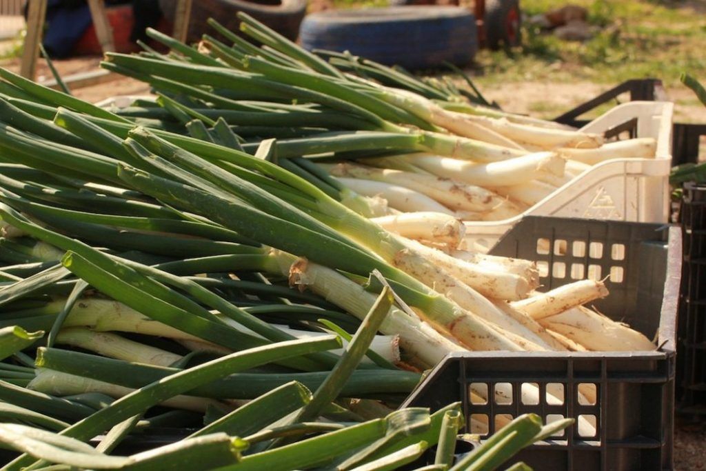 calçotada casas de luján jornadas gastronómicas